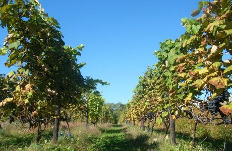 Tsurunuma Winery