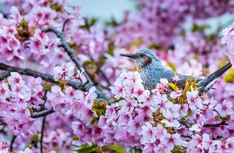 Forest of a Wild Bird