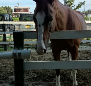 Horse Riding Club Crane Chiba Tomisato