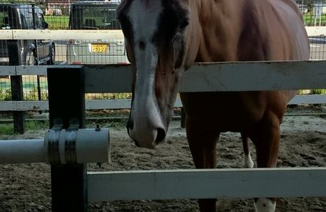 Horse Riding Club Crane Chiba Tomisato