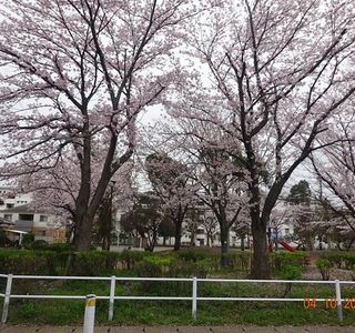 Matsudo City Cherry Blossom Festival
