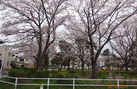 Matsudo City Cherry Blossom Festival