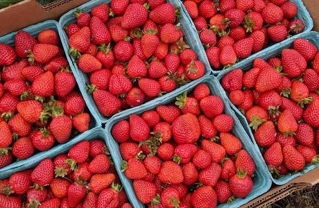 Hayashi Strawberry Farm