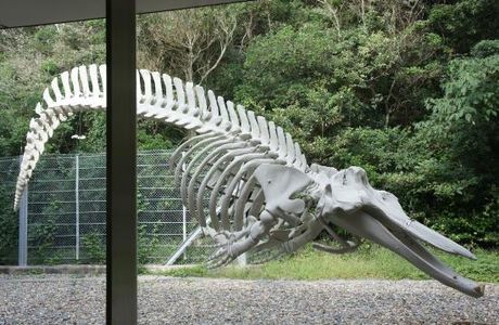 Coastal Branch of Natural History Museum and Institute Chiba