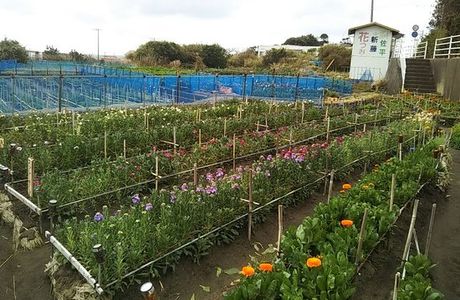 Shiramazu Flower Garden