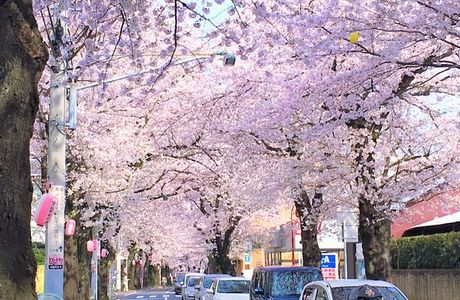 Tokiwadaira Cherry Blossom Promenade