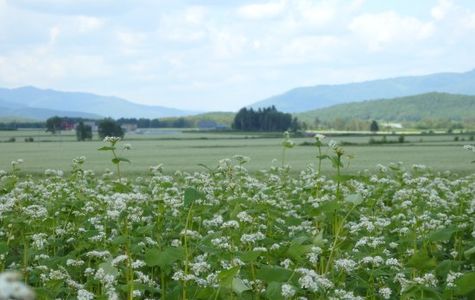 Seiwa View Point 1