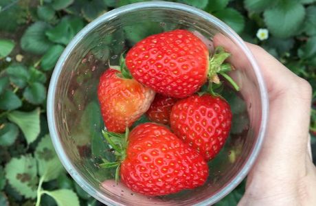 Namegawa Strawberry Farm