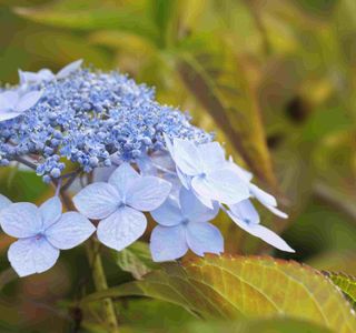 Fureai Hydrangeas Road