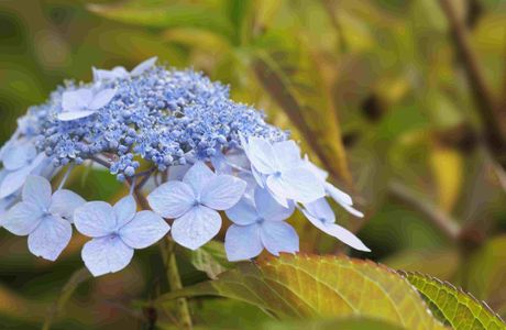 Fureai Hydrangeas Road