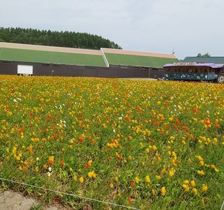 Flower Land Kamifurano