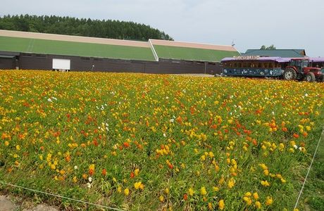 Flower Land Kamifurano
