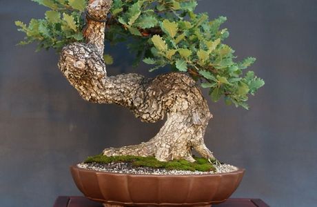 Little Tree