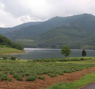 Lake Kanayama Lavender Garden