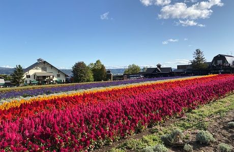 Farm Tomita
