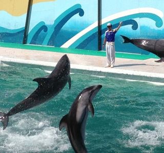 Kamogawa Sea World