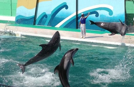 Kamogawa Sea World