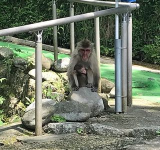 Takagoyama Nature Zoo