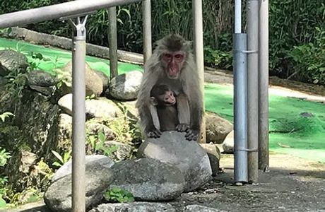 Takagoyama Nature Zoo