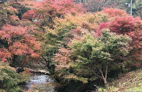 Maple Road