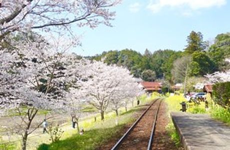 Itabu no Sakura