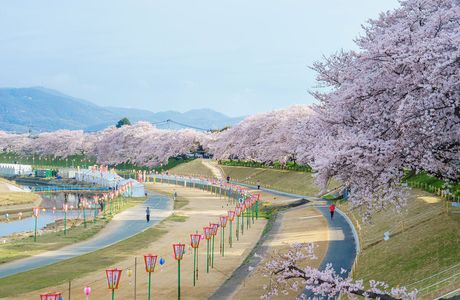 Sakura Ki Road