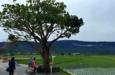 Taitung Brown's Road