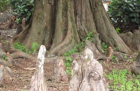 Chen's Pine Tree Garden