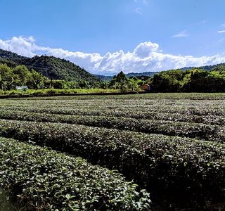 Eshan Tea Garden