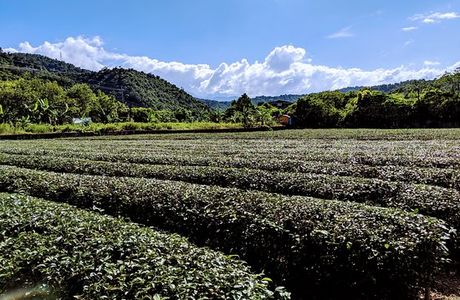 Eshan Tea Garden