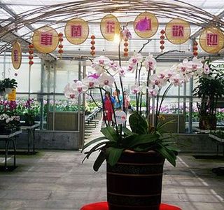 Jinche Jiaoxi Lanhua Yuan