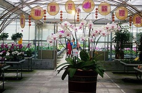 Jinche Jiaoxi Lanhua Yuan