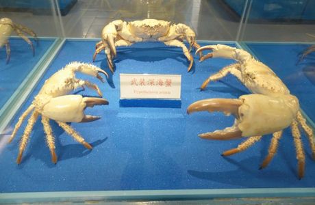 Crab Museum