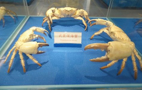 Crab Museum 1