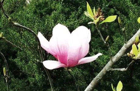 Fongshu Lake Trail