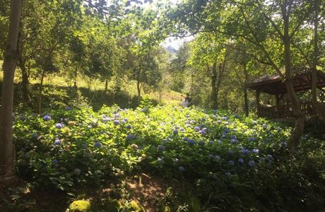 Spring Mountain Leisure Farm