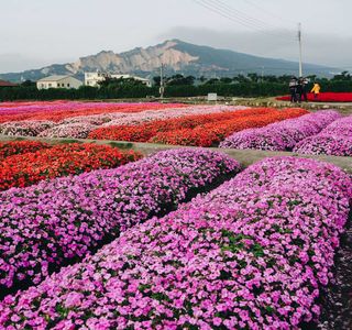 Sea of Flowers in Shinshe