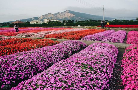 Sea of Flowers in Shinshe