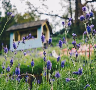 Lavender Cottage