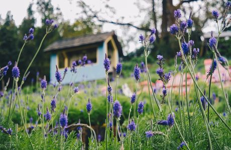 Lavender Cottage