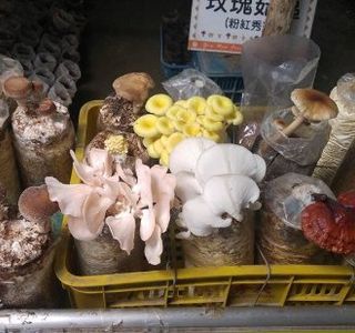 A Liang Mushroom Garden