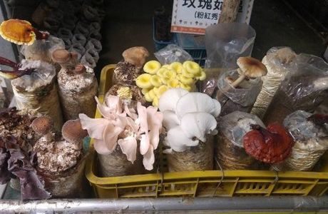 A Liang Mushroom Garden