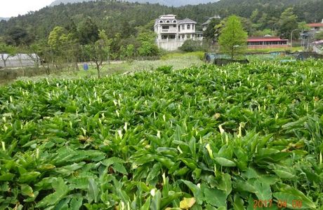 Zhuzihu