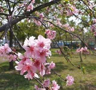 Li Wei Branch Cherry Blossom Park