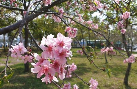 Li Wei Branch Cherry Blossom Park