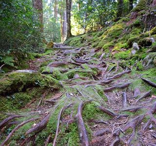 Dasyushan Forest Recreation Area