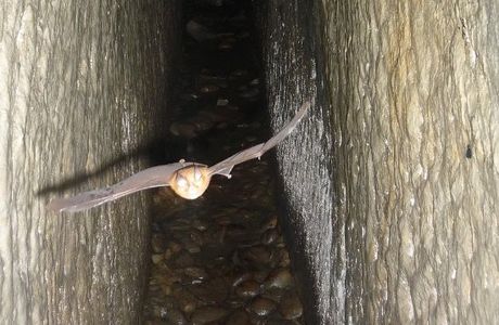 Toubiankeng Bat Cave