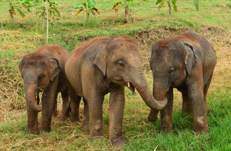 Elephant Rescue Park
