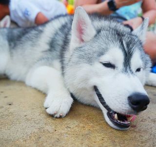 Husky Thailand