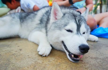 Husky Thailand